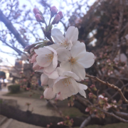 開花した桜の花