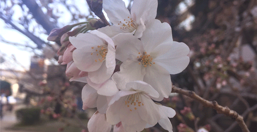 開花した桜の花