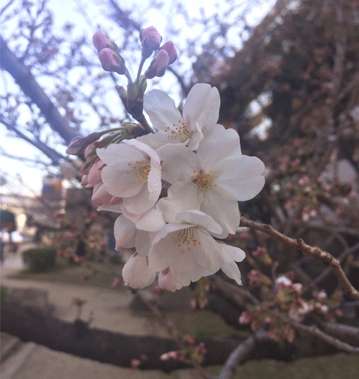 開花した桜の花